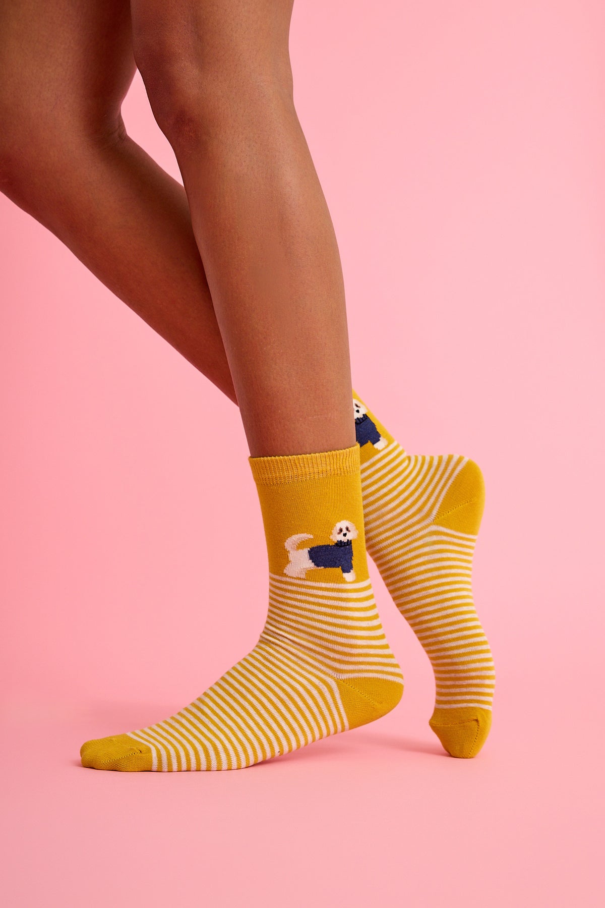 Sevimli Köpek ve Çizgili Sarı Çorap