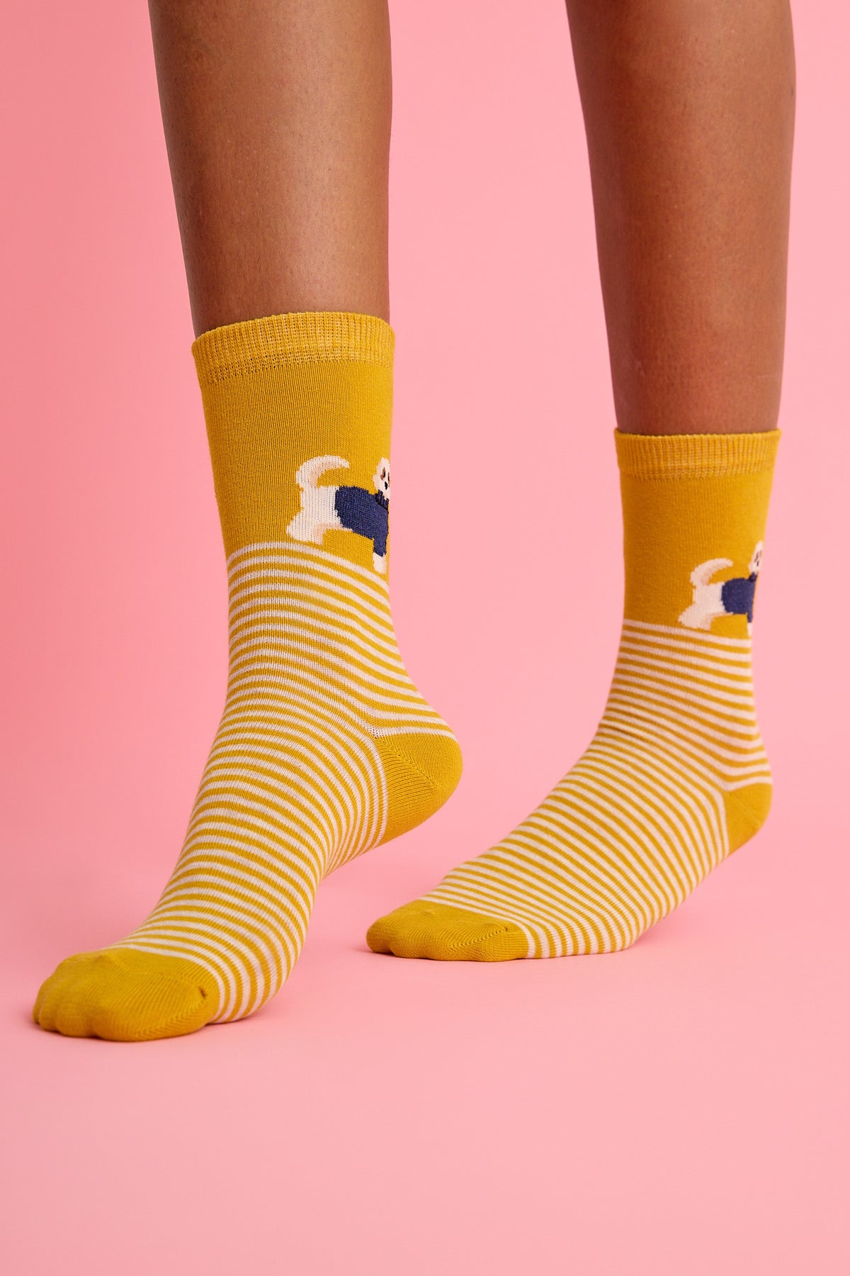Sevimli Köpek ve Çizgili Sarı Çorap