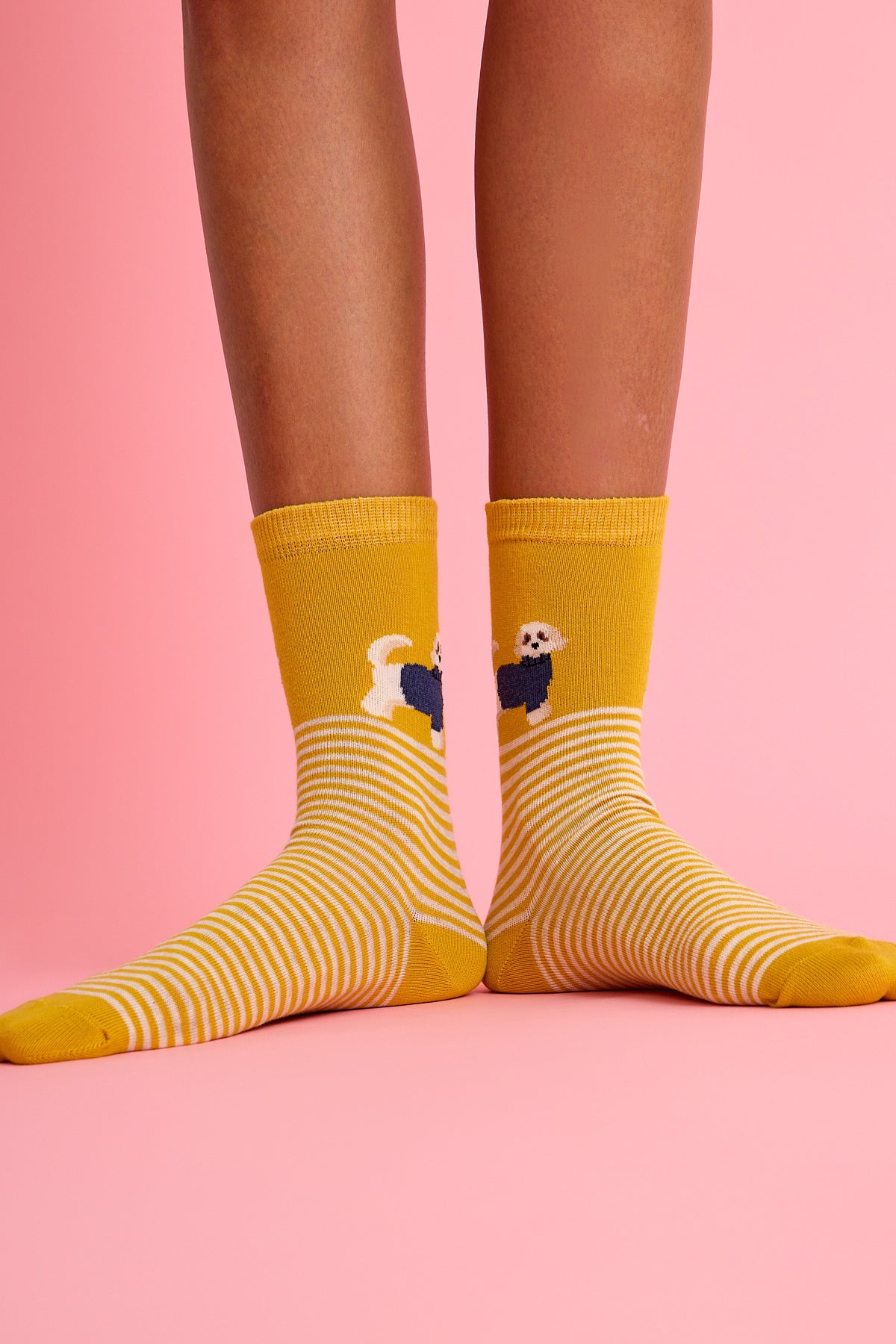 Sevimli Köpek ve Çizgili Sarı Çorap