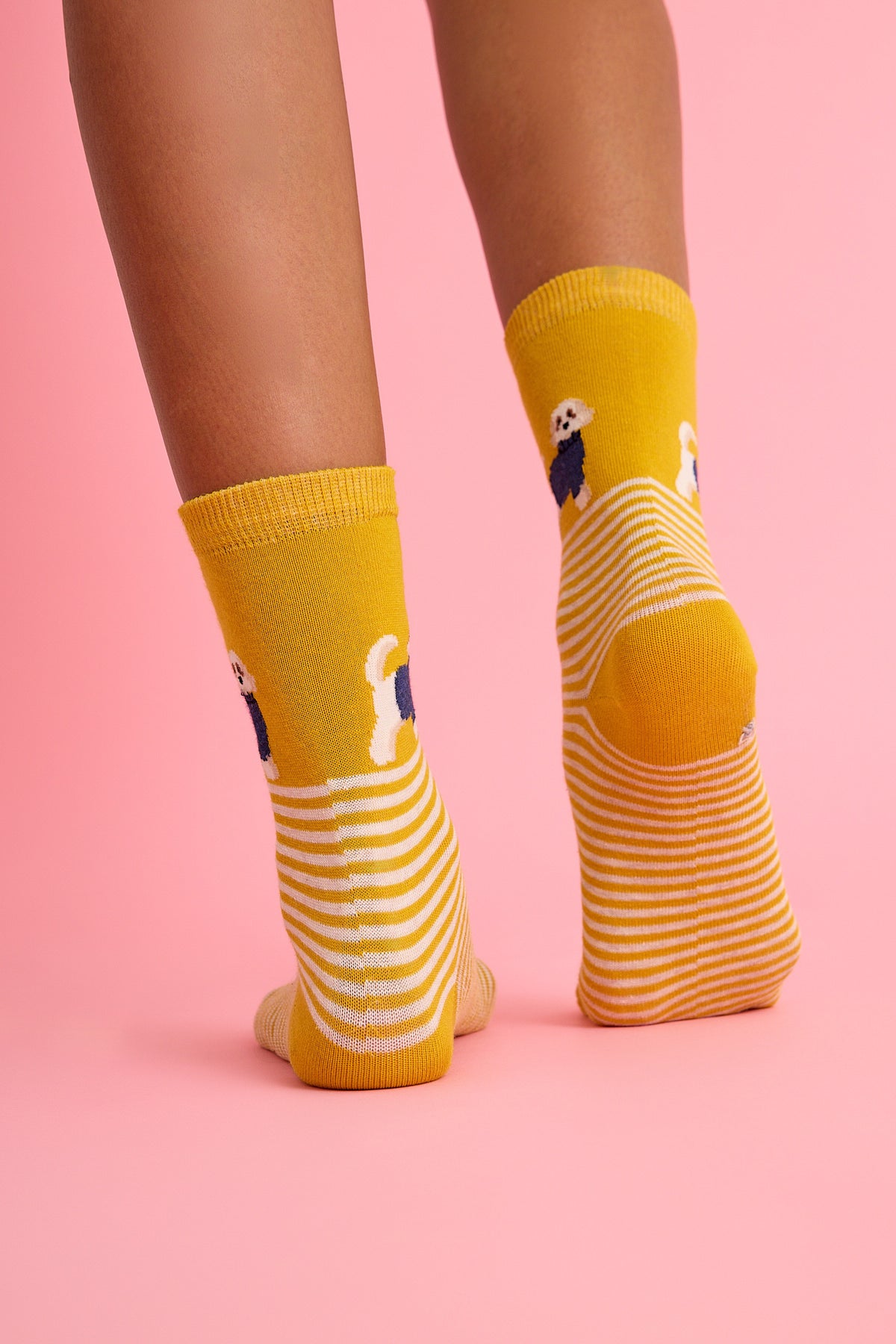 Sevimli Köpek ve Çizgili Sarı Çorap