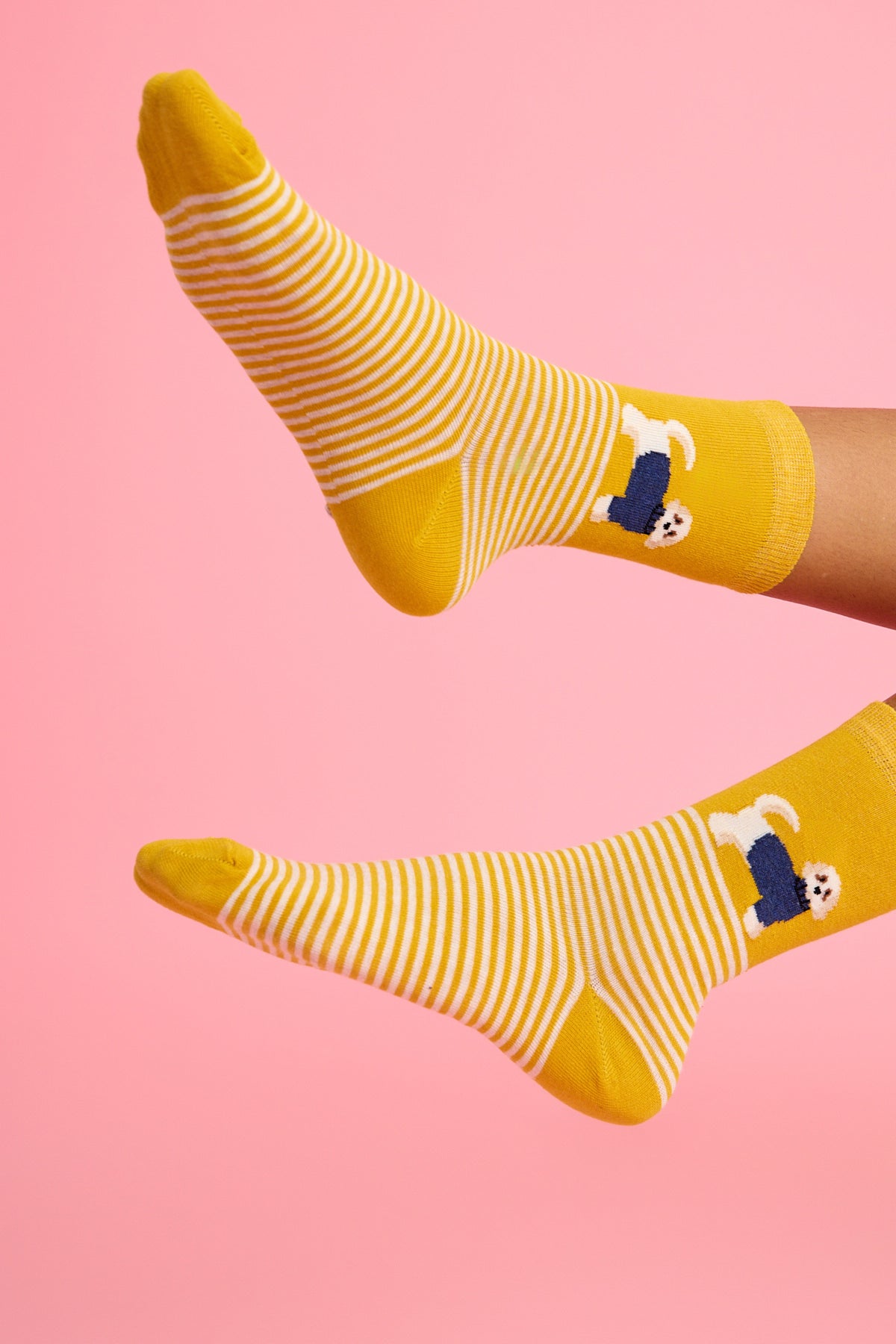Sevimli Köpek ve Çizgili Sarı Çorap